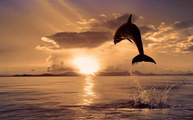 Dolphin jumping sunset ocean boat free wallpaper - medium preview image