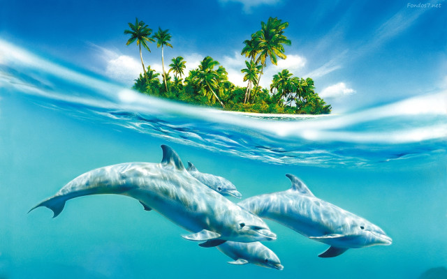 Dolphins swimming ocean island palm #3 free wallpaper - medium preview image
