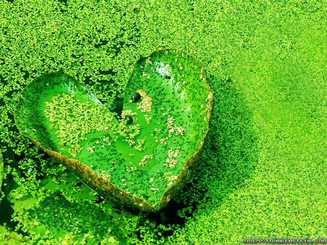 Heart leaf water lilies green free wallpaper - medium preview image