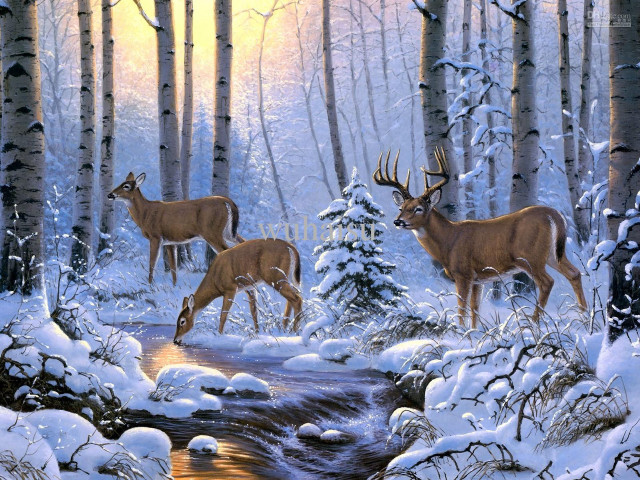 Deer snowy forest stream sunset #2 free wallpaper - medium preview image
