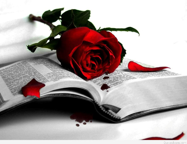 Rose open book blood pages free wallpaper - medium preview image