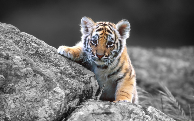 Tiger cub climbing rock black #2 free wallpaper - medium preview image