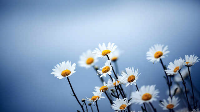 Daisies vase table blue background free wallpaper - medium preview image
