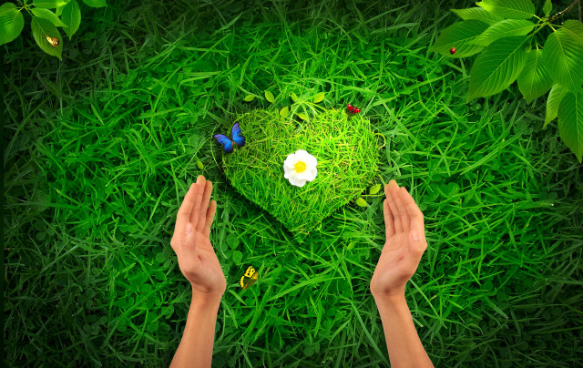 Hands reaching flower grass butterfly free wallpaper - medium preview image