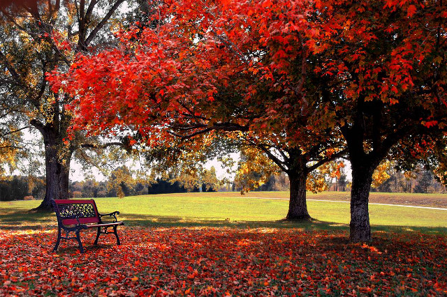 Park bench red leaves autumn free wallpaper - medium preview image