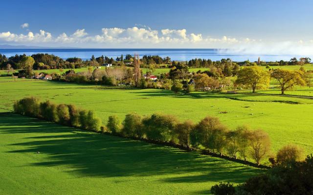 Lush green field trees water free wallpaper - medium preview image