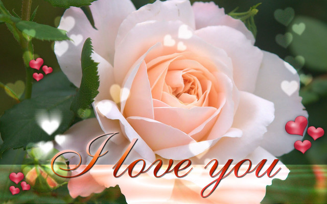 Pink rose hearts i love free wallpaper - medium preview image