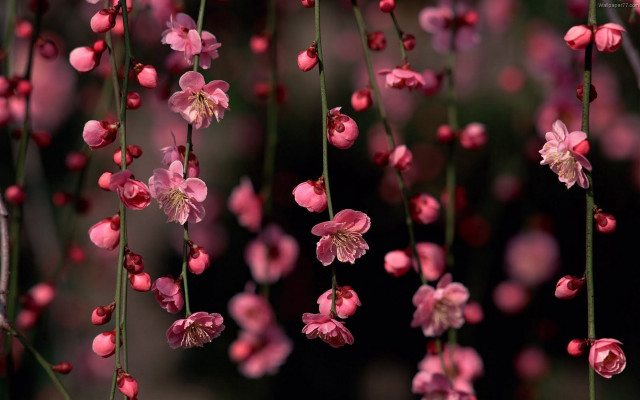 Pink flowers hanging branch black free wallpaper - medium preview image