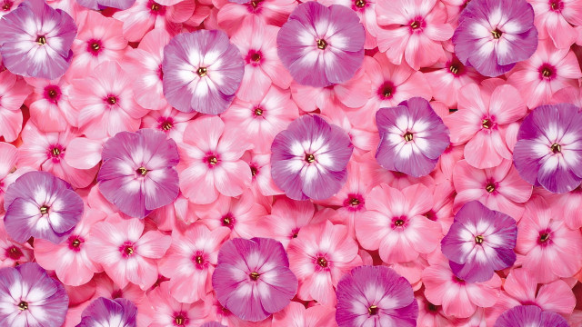 Pink purple flower field bouquet free wallpaper - medium preview image
