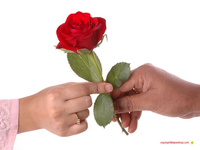 Person holding rose hand out free wallpaper - medium preview image