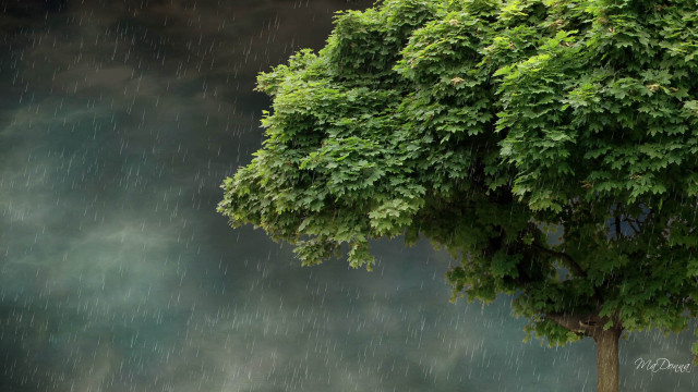 Tree green leaves dark background free wallpaper - medium preview image