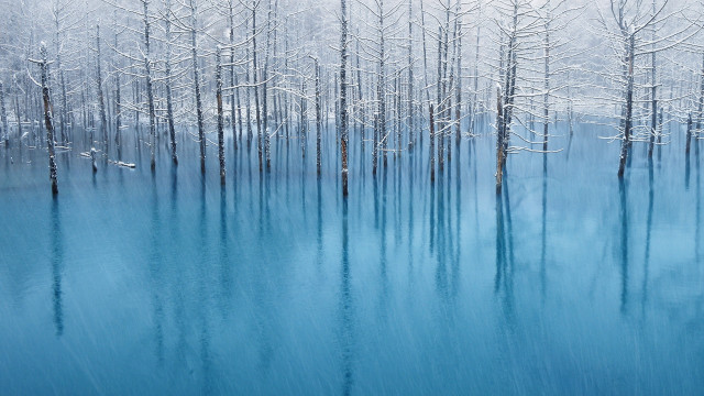 Blue lake snowy trees birds free wallpaper - medium preview image