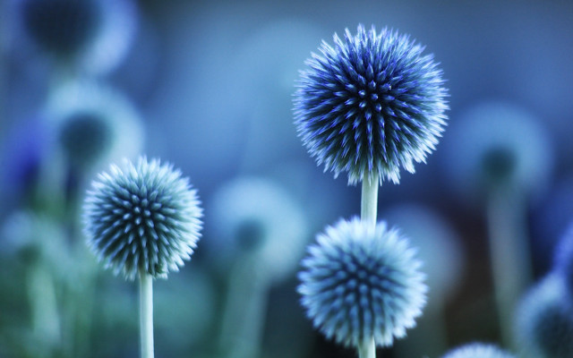 Flowers blurry background macro art free wallpaper - medium preview image