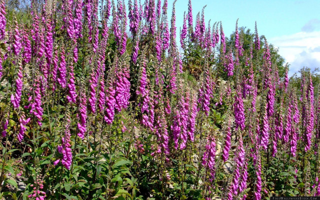 Purple flowers trees blue sky free wallpaper - medium preview image