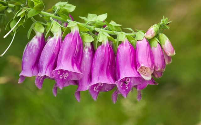 Flower closeup blurry background green free wallpaper - medium preview image