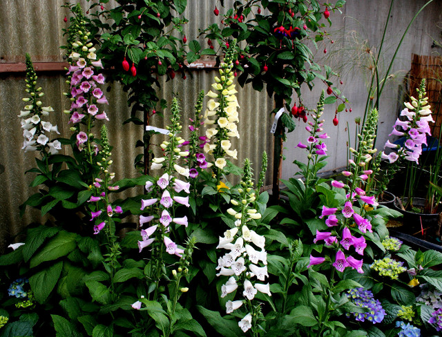 Garden flowers plants fence background free wallpaper - medium preview image