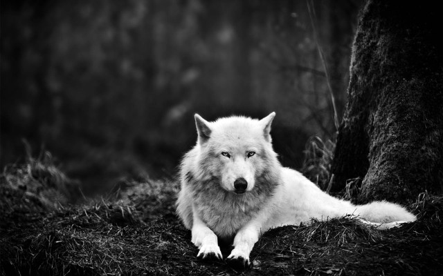 White wolf grass tree black free wallpaper - medium preview image