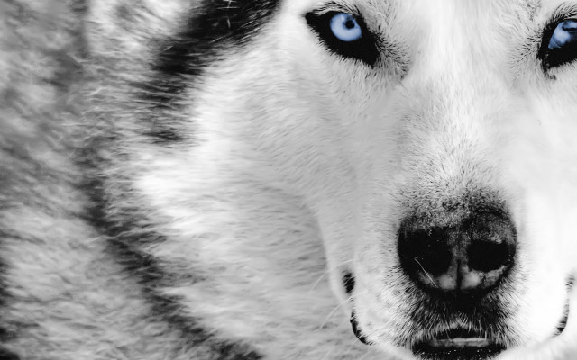 Husky blue eyes nose ring #2 free wallpaper - medium preview image