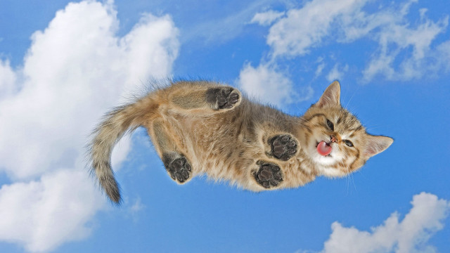 Cat flying paws face air free wallpaper - medium preview image