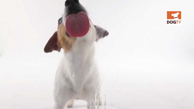 Dog playing frisbee snow mouth free wallpaper - medium preview image