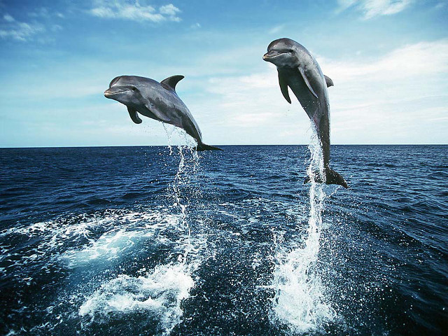 Dolphins jumping ocean blue sky #3 free wallpaper - medium preview image