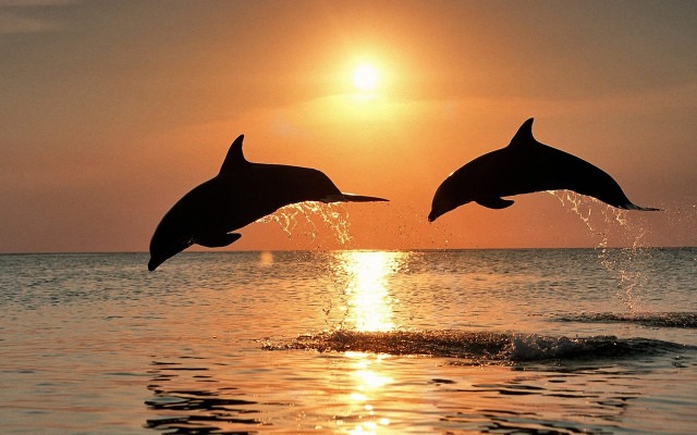 Dolphins jumping water sunset sunrise free wallpaper - medium preview image