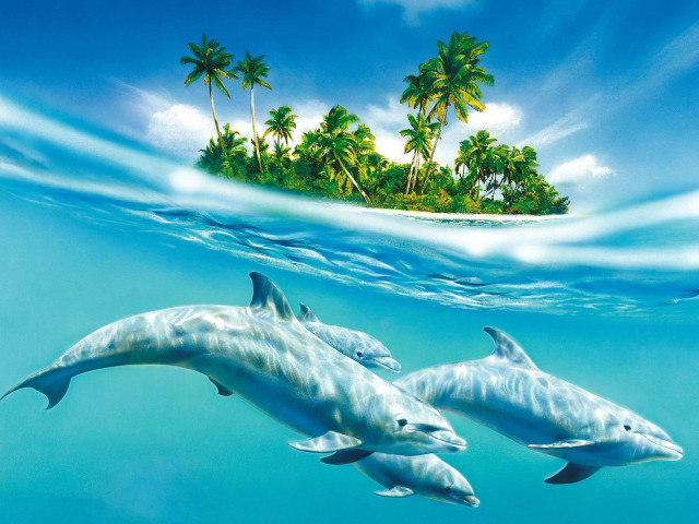 Dolphins swimming ocean island palm #4 free wallpaper - medium preview image