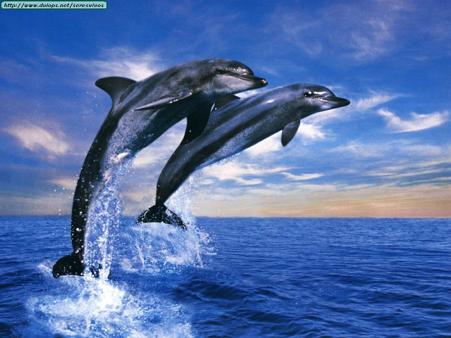 Two dolphins jumping sunset rayonism free wallpaper - medium preview image