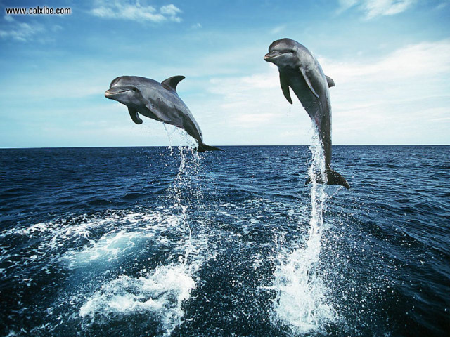 Dolphins jumping ocean blue sky #4 free wallpaper - medium preview image