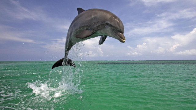 Dolphin jumping water mouth open #6 free wallpaper - medium preview image