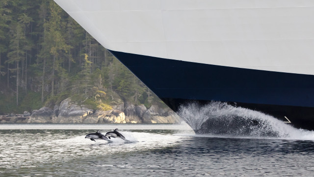 Large boat dolphin water background free wallpaper - medium preview image