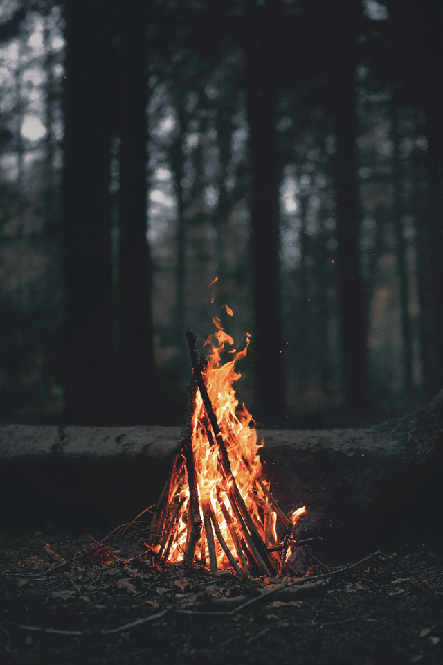 Campfire woods sticks flames trees free wallpaper - medium preview image
