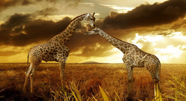 Giraffes field cloudy sky touching free wallpaper - medium preview image