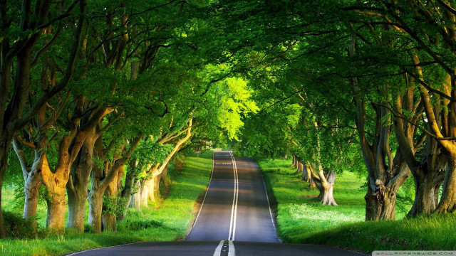 Road surrounded by trees and #2 free wallpaper - medium preview image