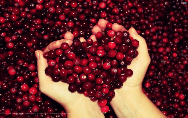Cranberries hands pile closeup food free wallpaper - medium preview image