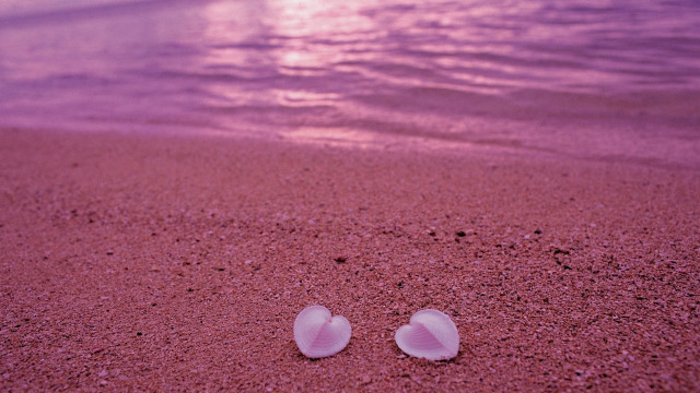 Two shells beach sand sunset free wallpaper - medium preview image