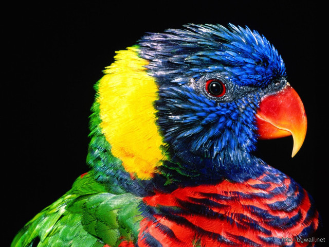 Colorful bird black background serious free wallpaper - medium preview image
