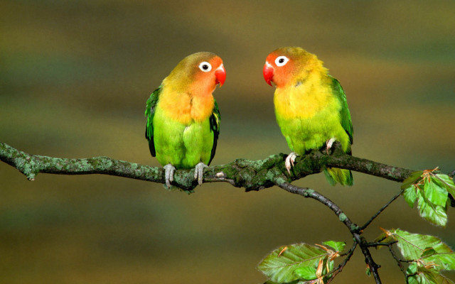 Colorful birds branch leaves red free wallpaper - medium preview image