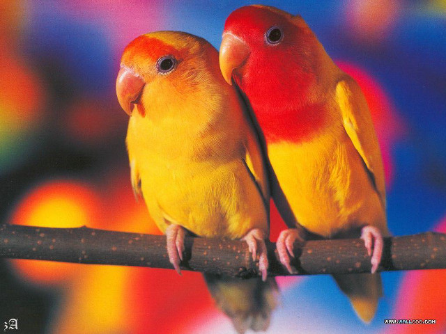 Colorful birds sitting branch blurry free wallpaper - medium preview image