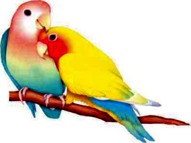 Colorful birds kissing branch foreheads free wallpaper - medium preview image
