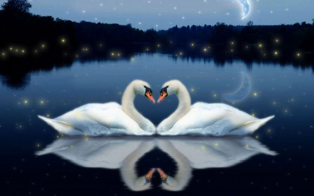 Swans heart shape water night #2 free wallpaper - medium preview image