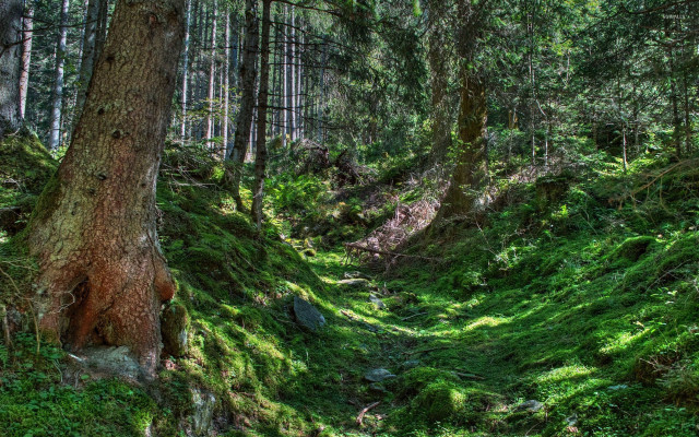 Woods path green grass trees free wallpaper - medium preview image