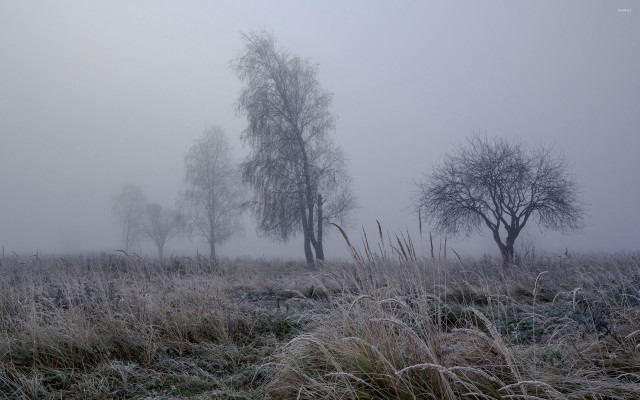 Foggy field trees grass bushes free wallpaper - medium preview image
