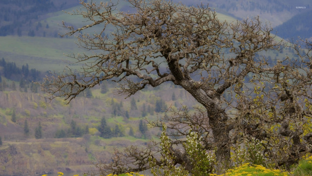 Leafless tree field mountains yellow free wallpaper - medium preview image