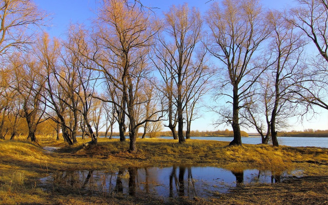 Pond trees grass blue sky free wallpaper - medium preview image