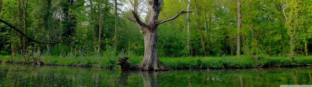 Tree water trunk reflection standing free wallpaper - medium preview image