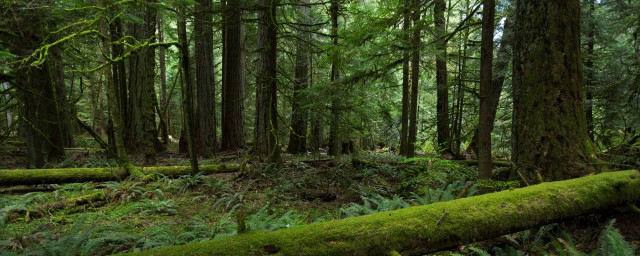 Forest trees moss fallen log free wallpaper - medium preview image