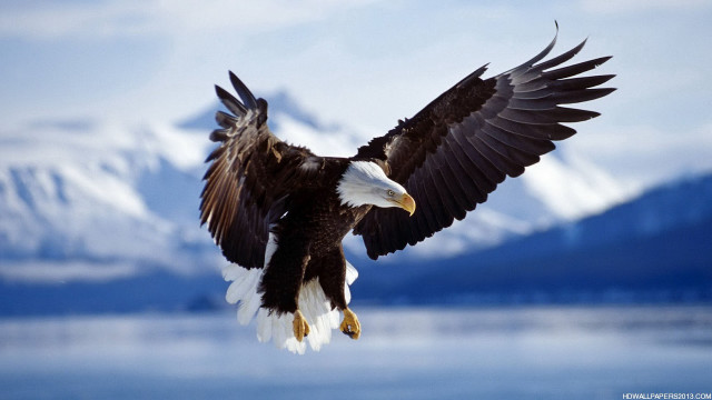 Bald eagle flying lake mountains free wallpaper - medium preview image