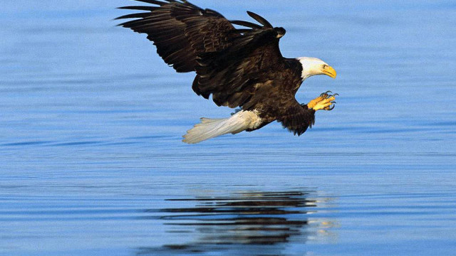Bald eagle flying water fish free wallpaper - medium preview image