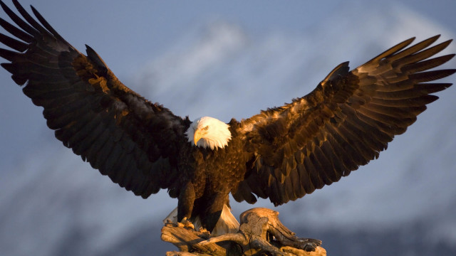 Bald eagle wings rock mountain free wallpaper - medium preview image
